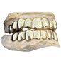 Real Solid 10K Gold or 14K Gold Teeth Permanent Cuts Perm Custom Grillz